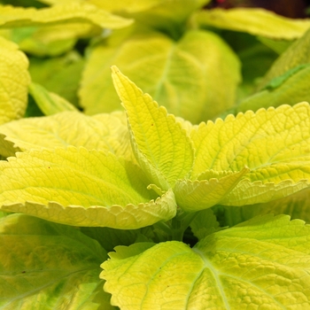 Coleus 'Limelight' 