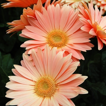 Gerbera jamesonii Royal™ Champagne