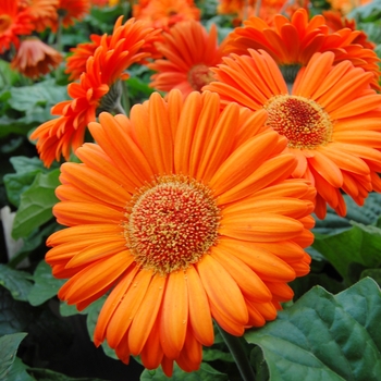 Gerbera jamesonii Royal™ Deep Orange