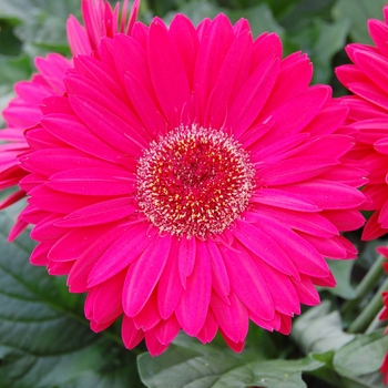 Gerbera jamesonii