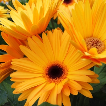 Gerbera jamesonii Royal™ Golden Yellow