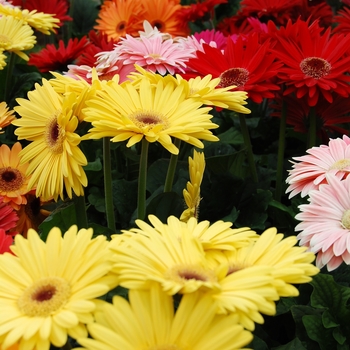 Gerbera jamesonii