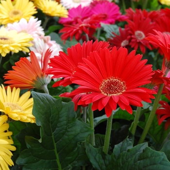 Gerbera jamesonii Royal™ Formula Mixture