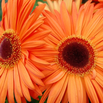 Gerbera jamesonii Royal™ Light Orange