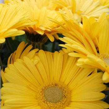 Gerbera jamesonii