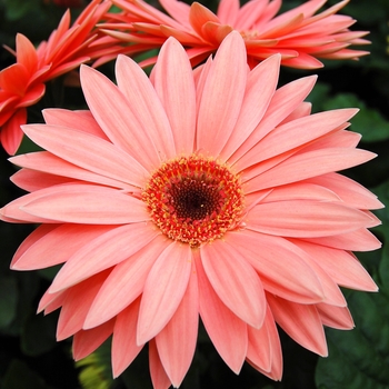 Gerbera jamesonii Royal™ Peach