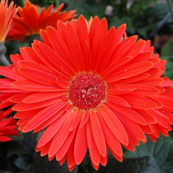 Gerbera jamesonii Royal™ Orange Scarlet