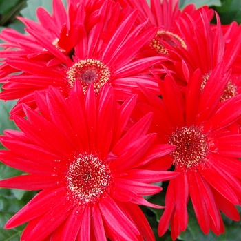 Gerbera jamesonii Royal™ Red