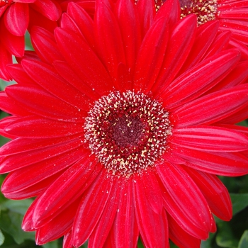 Gerbera jamesonii