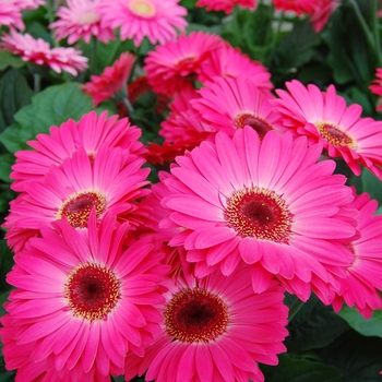 Gerbera jamesonii Royal™ Rose