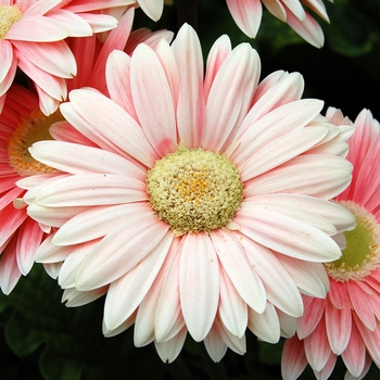 Gerbera jamesonii