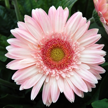 Gerbera jamesonii