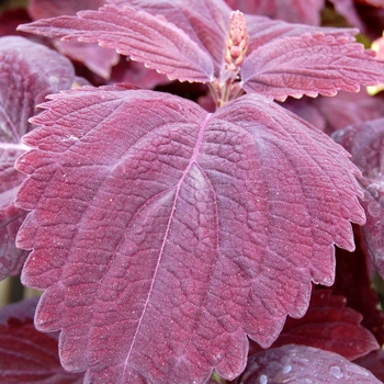 Coleus Giant Exhibition™ 'Palisandra'