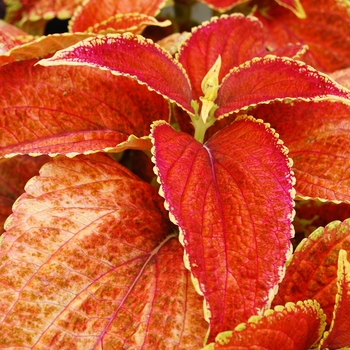 Coleus 'Rustic Red' 