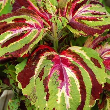 Coleus 'Tartan' 