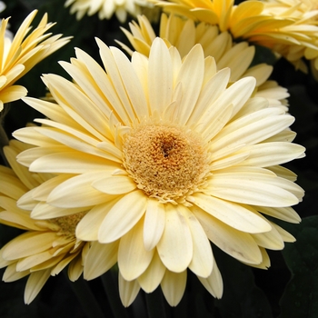 Gerbera jamesonii