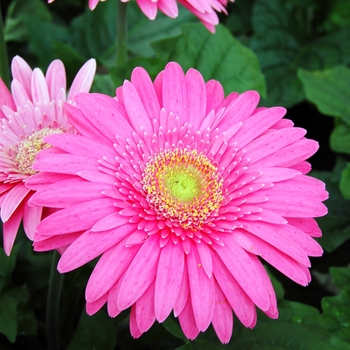 Gerbera jamesonii