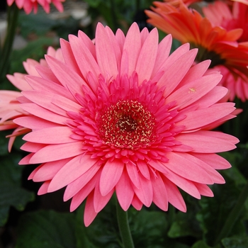 Gerbera jamesonii Royal Semi-Double™ Watermellon