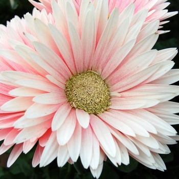 Gerbera jamesonii Royal™ Soft Pink