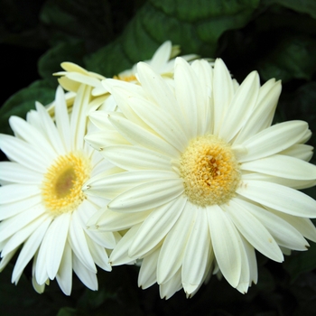 Gerbera jamesonii Royal™ White