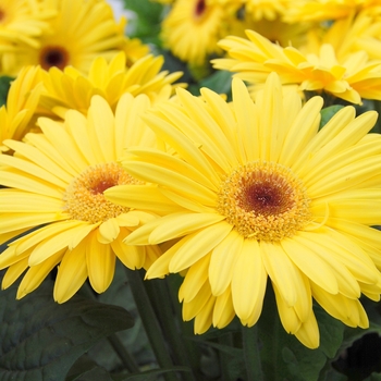 Gerbera jamesonii Royal™ Yellow