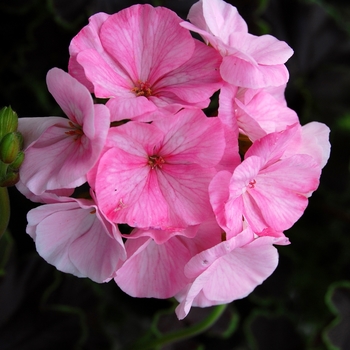 Pelargonium x hortorum 'Black Velvet Appleblossom'