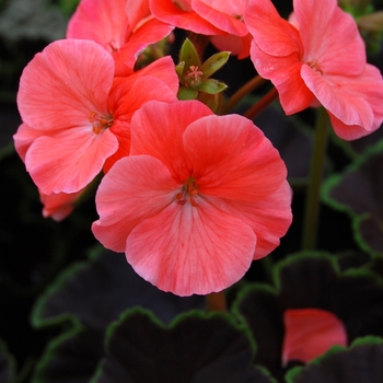 Pelargonium x hortorum 'Black Velvet Coral' 