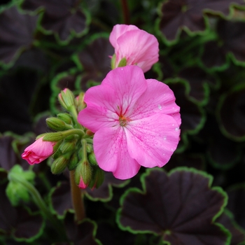 Pelargonium x hortorum 'Black Velvet Pink' 