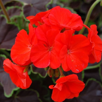 Pelargonium x hortorum 'Black Velvet Scarlet' 