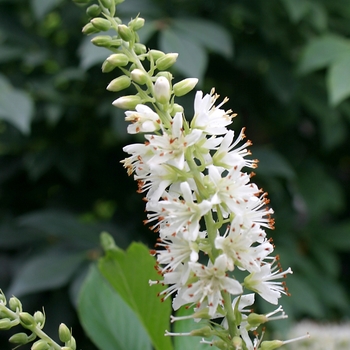 Clethra alnifolia 'Sugartina®'