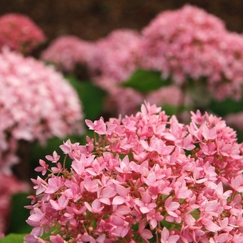 Hydrangea arborescens 'Bella Anna®' 