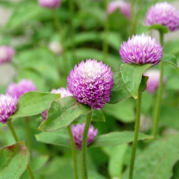 Gomphrena 'Audray Bicolor Rose' 