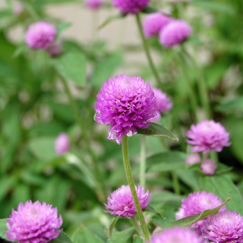 Gomphrena 'Audray Bicolor Pink'