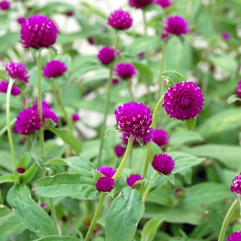 Gomphrena 'Audray Purple Red'