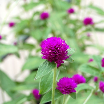 Gomphrena 'Audray Purple Red' 