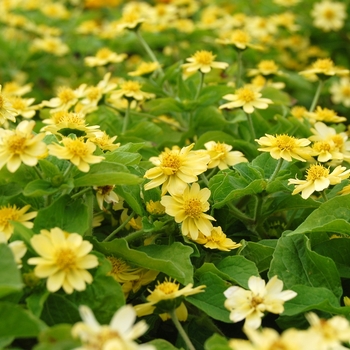 Melampodium paludosum 'Casino Light Yellow' 