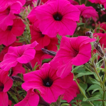 Petunia Cadenza™ Rose Red