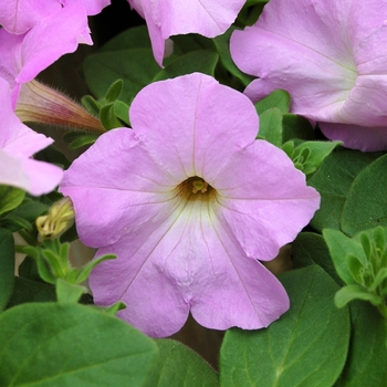 Petunia Opera Supreme™ Lavender