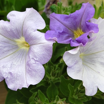 Petunia Opera Supreme™ Light Blue