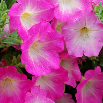 Petunia Opera Supreme™ Pink Morn