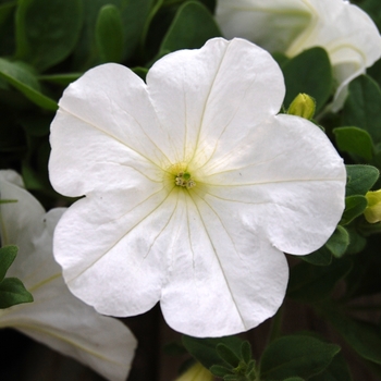 Petunia Opera Supreme™ White