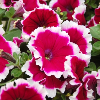 Petunia Symphony™ Burgundy Picotee