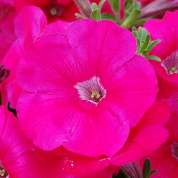 Petunia Symphony™ Deep Rose