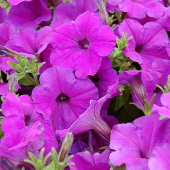 Petunia Symphony™ Purple