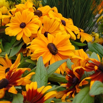 Rudbeckia hirta 'Becky Formula Mix'