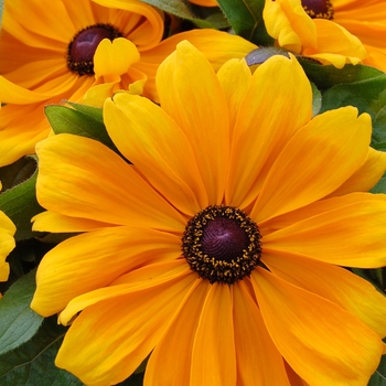 Rudbeckia hirta 'Becky Orange'