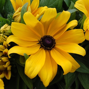 Rudbeckia hirta 'Becky Yellow'