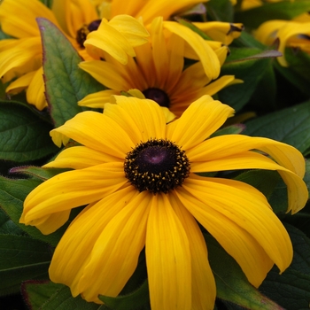 Rudbeckia hirta 'Becky Yellow' 