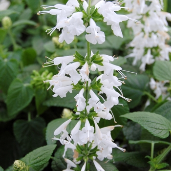 Salvia coccinea 'Hummingbird™ Snow Nymph' 