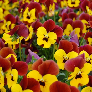 Viola cornuta 'Floral Power® Yellow Blotch Red Wing'